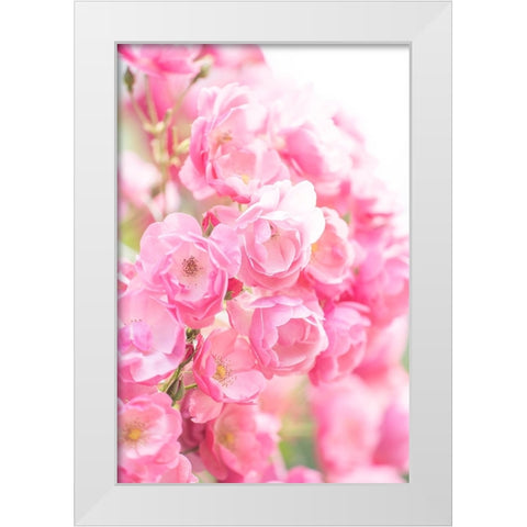 Rose White Modern Wood Framed Art Print by Kazumasa, Kondou