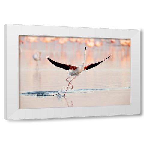 Flamingo Dancing White Modern Wood Framed Art Print by Gil Raga, Joan