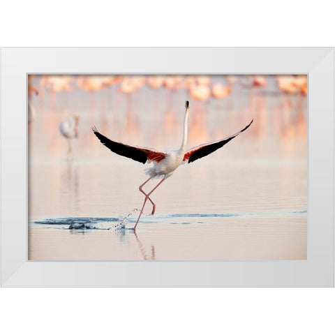 Flamingo Dancing White Modern Wood Framed Art Print by Gil Raga, Joan