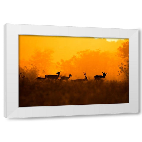 An evening in Nature White Modern Wood Framed Art Print by Saha Pramanick, Sunny