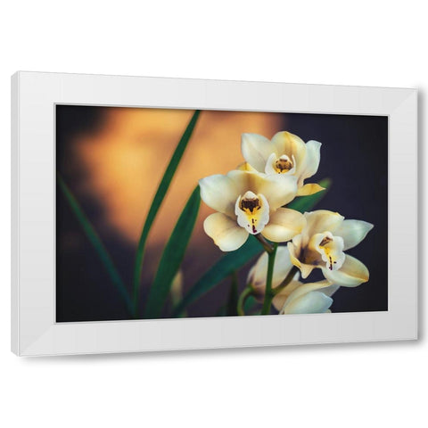 Orchids White Modern Wood Framed Art Print by Mossholder, Tim