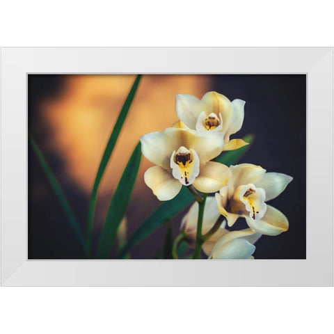 Orchids White Modern Wood Framed Art Print by Mossholder, Tim