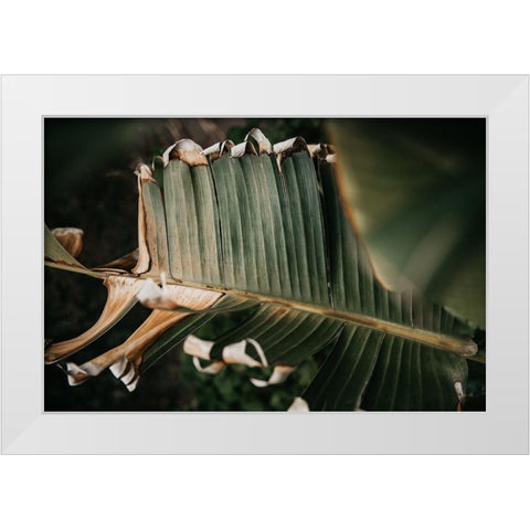 Palm Decay White Modern Wood Framed Art Print by Mossholder, Tim