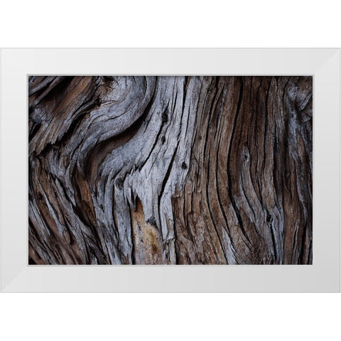 Eucalyptus Texture White Modern Wood Framed Art Print by Mossholder, Tim