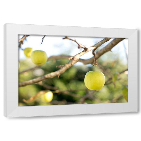 Apples White Modern Wood Framed Art Print by Mossholder, Tim