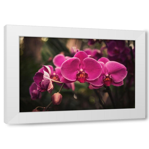 Hot Pink Orchid White Modern Wood Framed Art Print by Mossholder, Tim