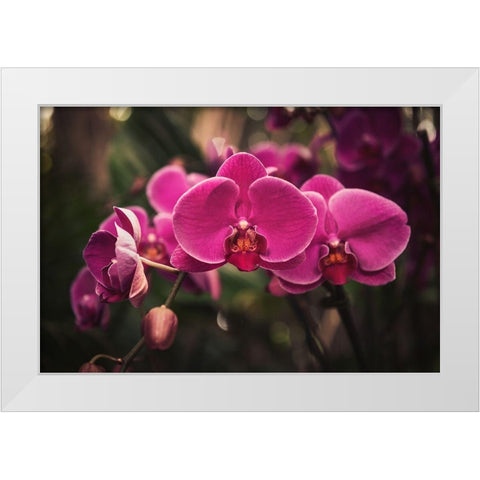 Hot Pink Orchid White Modern Wood Framed Art Print by Mossholder, Tim