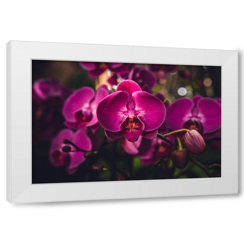Hot Pink Orchid White Modern Wood Framed Art Print by Mossholder, Tim