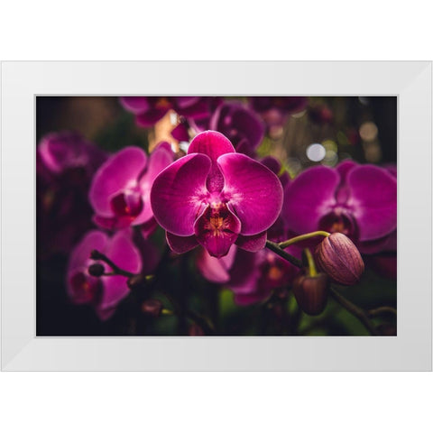Hot Pink Orchid White Modern Wood Framed Art Print by Mossholder, Tim