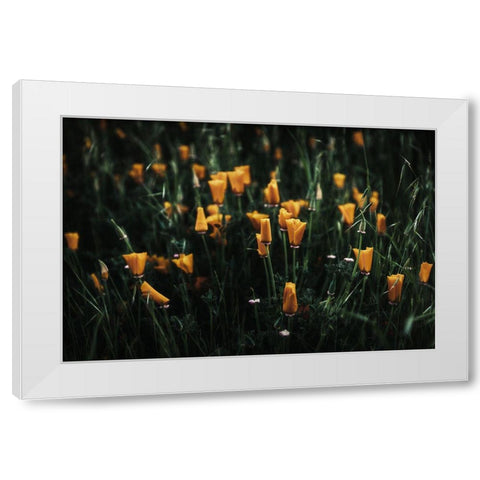 Golden Poppies White Modern Wood Framed Art Print by Mossholder, Tim
