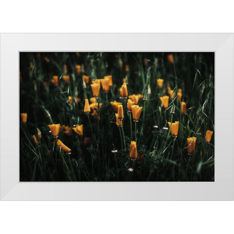 Golden Poppies White Modern Wood Framed Art Print by Mossholder, Tim