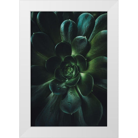 Succulent White Modern Wood Framed Art Print by Mossholder, Tim