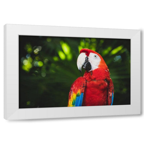 Colorful Parrot White Modern Wood Framed Art Print by Mossholder, Tim