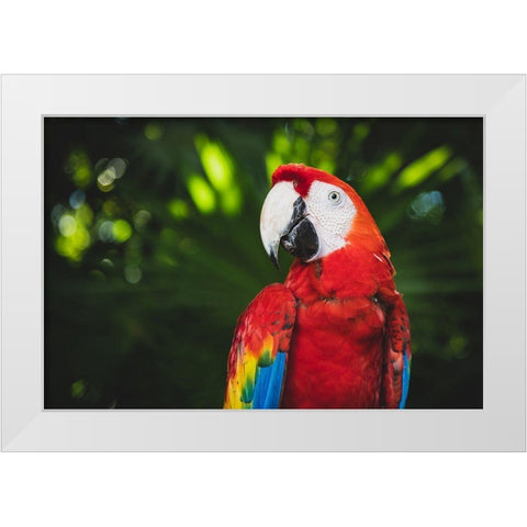 Colorful Parrot White Modern Wood Framed Art Print by Mossholder, Tim