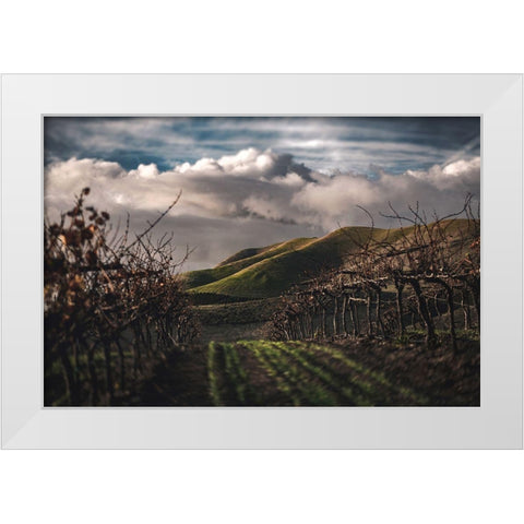 Dark Vineyards White Modern Wood Framed Art Print by Mossholder, Tim