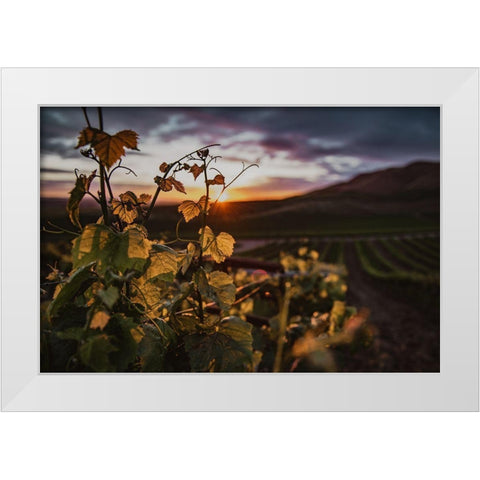 Vineyards White Modern Wood Framed Art Print by Mossholder, Tim