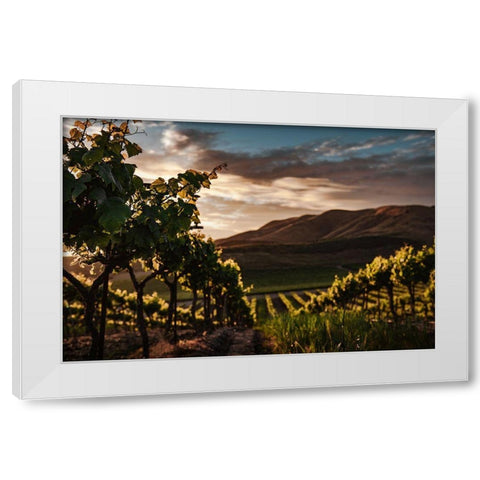 Vineyards White Modern Wood Framed Art Print by Mossholder, Tim