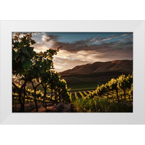 Vineyards White Modern Wood Framed Art Print by Mossholder, Tim