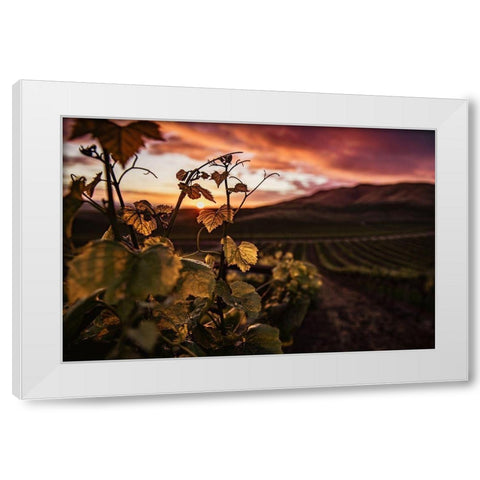 Vineyard at Sunset White Modern Wood Framed Art Print by Mossholder, Tim