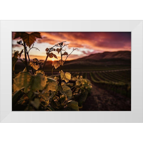 Vineyard at Sunset White Modern Wood Framed Art Print by Mossholder, Tim