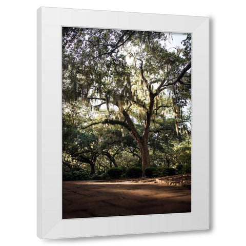 Oaks in Savannah White Modern Wood Framed Art Print by Mossholder, Tim