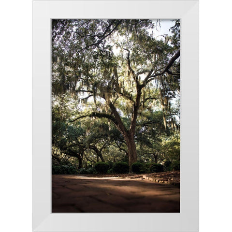 Oaks in Savannah White Modern Wood Framed Art Print by Mossholder, Tim