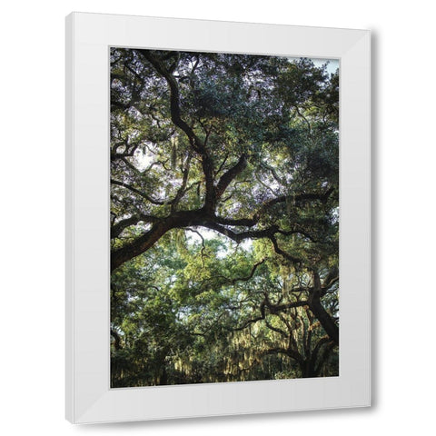 Oaks White Modern Wood Framed Art Print by Mossholder, Tim
