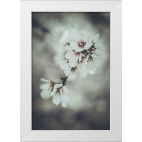 Almond Blossoms White Modern Wood Framed Art Print by Mossholder, Tim