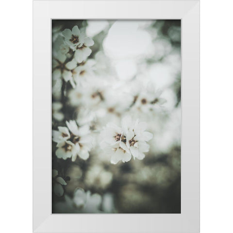 Almond Blossoms White Modern Wood Framed Art Print by Mossholder, Tim