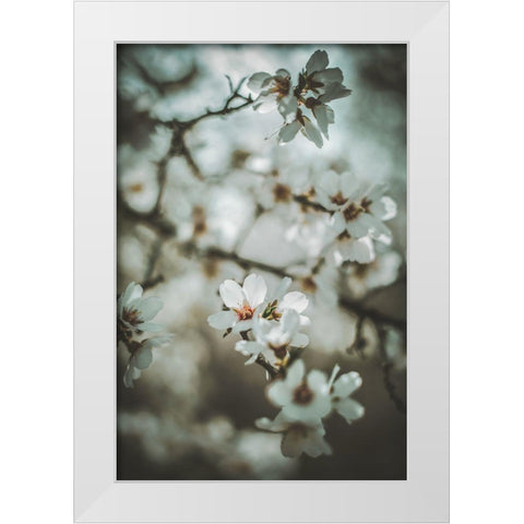 Almond Blossoms White Modern Wood Framed Art Print by Mossholder, Tim