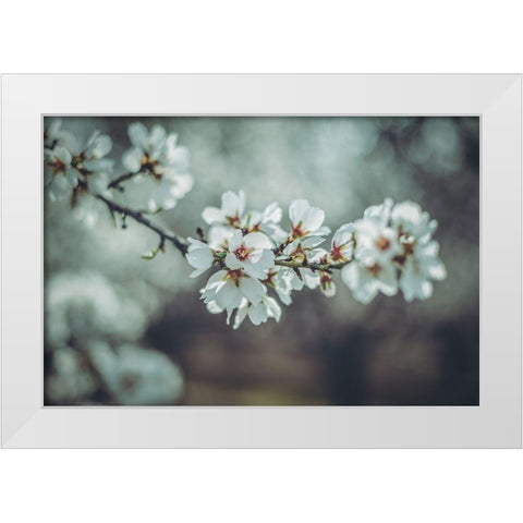 Almond Blossoms White Modern Wood Framed Art Print by Mossholder, Tim