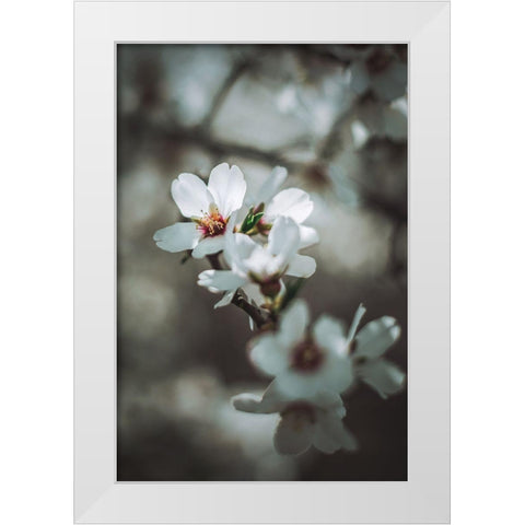 Almond Blossoms White Modern Wood Framed Art Print by Mossholder, Tim