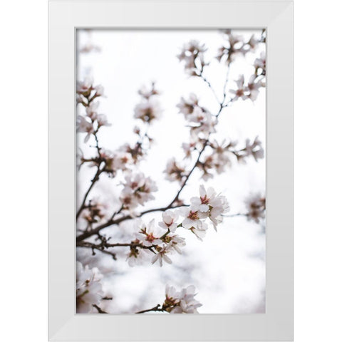 Almond Blossoms White Modern Wood Framed Art Print by Mossholder, Tim