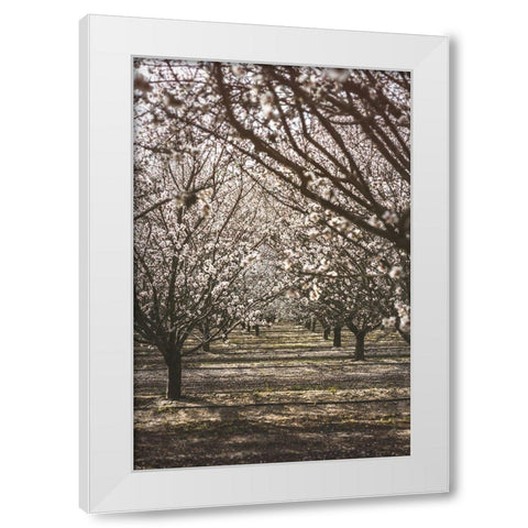 Almond Orchard White Modern Wood Framed Art Print by Mossholder, Tim