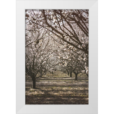 Almond Orchard White Modern Wood Framed Art Print by Mossholder, Tim