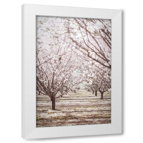 Almond Orchard White Modern Wood Framed Art Print by Mossholder, Tim