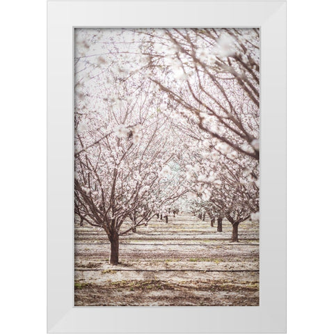 Almond Orchard White Modern Wood Framed Art Print by Mossholder, Tim