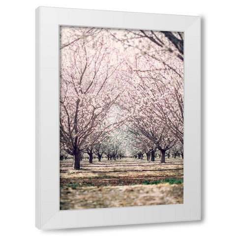 Almond Orchard White Modern Wood Framed Art Print by Mossholder, Tim