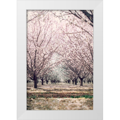 Almond Orchard White Modern Wood Framed Art Print by Mossholder, Tim