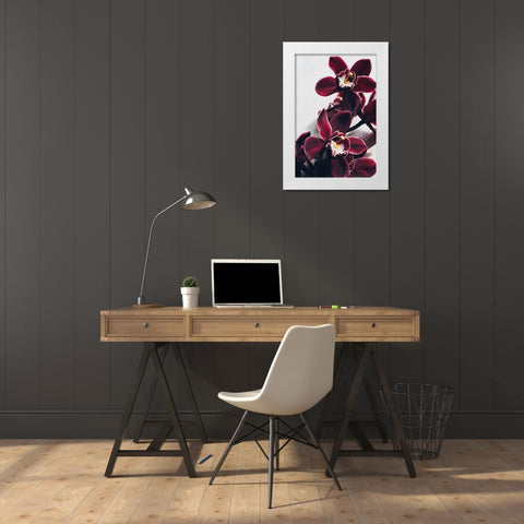 Velvet Orchid White Modern Wood Framed Art Print by Sawall, Anastasia