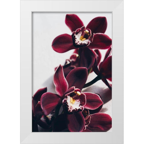Velvet Orchid White Modern Wood Framed Art Print by Sawall, Anastasia