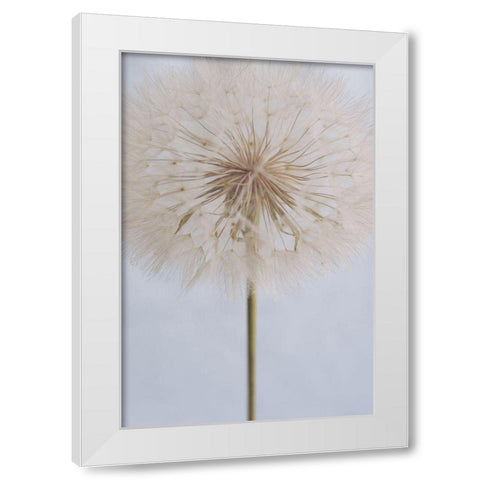 Delicate Dandelion White Modern Wood Framed Art Print by Sawall, Anastasia