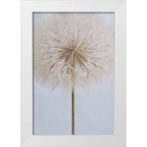 Delicate Dandelion White Modern Wood Framed Art Print by Sawall, Anastasia