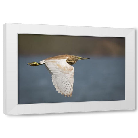 Wings White Modern Wood Framed Art Print by Zaeitar, Ahmed