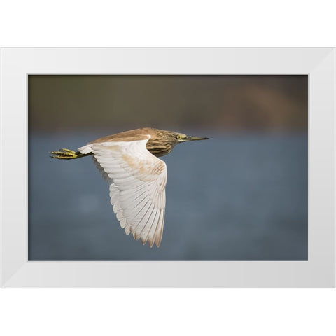 Wings White Modern Wood Framed Art Print by Zaeitar, Ahmed