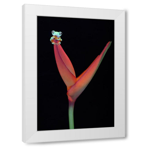 Lemur Tree Frog on a Tropical Stem White Modern Wood Framed Art Print by D Lester, Linda