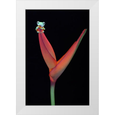 Lemur Tree Frog on a Tropical Stem White Modern Wood Framed Art Print by D Lester, Linda
