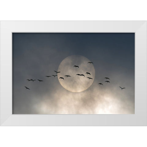 Wings White Modern Wood Framed Art Print by Caterina, Walter