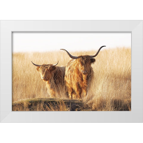 Young and old Highlander White Modern Wood Framed Art Print by Van Den, Jaap