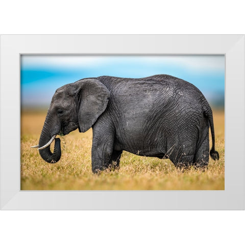Elephant White Modern Wood Framed Art Print by Elsheshtawy, Ahmed